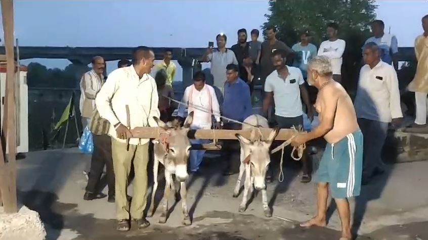 In Mandsaur, a donkey was taken to the crematorium for good rains and was also fed Gulab Jamun, Mandsaur News in Hindi mastram