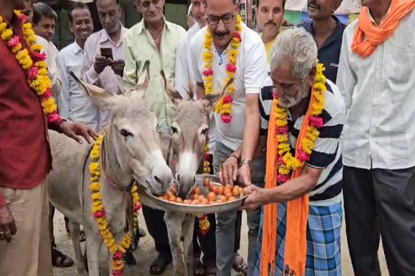 Mandsaur. Gulab Jamun fed to donkeys after good rain in Mandsaur, Mandsaur News in Hindi mastram