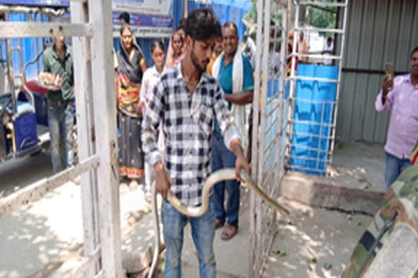 When the patient said Sir this is the snake that has bitten me the doctors were surprised, Gopalganj News in Hindi mastram