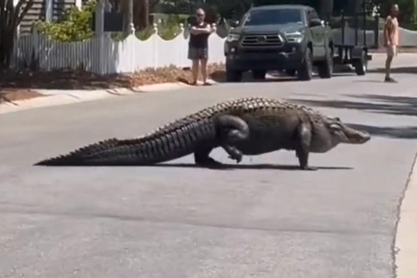 giant alligator was seen roaming on the road, people said that it has gone hunting mastram