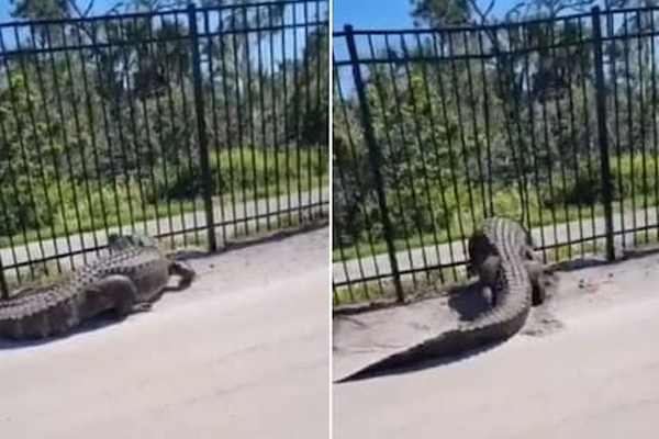 Crocodile demonstrated its strength, escaped by breaking iron bars mastram