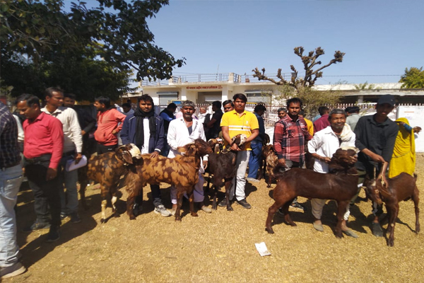 Goats of Sirohi breed were distributed free of cost in Rajasthan, Jaipur News in Hindi mastram